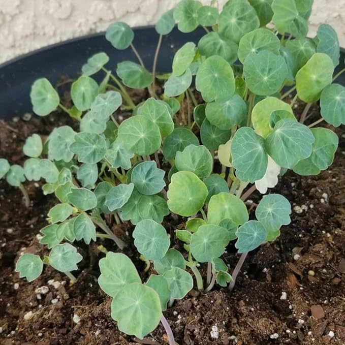 Seed Needs Nasturtium Seeds for Planting Edible Flowers - Collection Set of Jewel Blend & Double Gleam Nasturtiums to Attract Pollinators to a Butterfly Garden - Trailing and Bush Varieties (2 Packs)