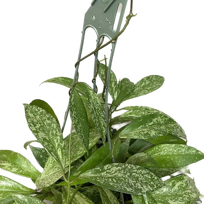 Hoya Publicalyx Splash Red Button - Hoya Plant - Air Purifying Plant - Pet Friendly Plant - Hoya Plants Live Houseplants - Wax Plant (1-2 Plants, 4" Pot)