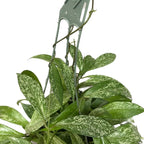 Hoya Publicalyx Splash Red Button - Hoya Plant - Air Purifying Plant - Pet Friendly Plant - Hoya Plants Live Houseplants - Wax Plant (Multiple Plants, 6" Hanging Pot)