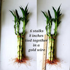 8 inches Lucky Bamboo 6 Healthy Plants, Tied in Gold Wire, Gift, Feng Shui, Indoor Plant, Bring Good Luck to Your Home, Perennial, Just add Purified Water