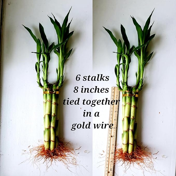 8 inches Lucky Bamboo 6 Healthy Plants, Tied in Gold Wire, Gift, Feng Shui, Indoor Plant, Bring Good Luck to Your Home, Perennial, Just add Purified Water