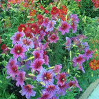 ZEshops 100pcs Rare Chilean Morning Glory Seeds - Mixed Color Blooms for Stunning Annual & Perennial Flowers