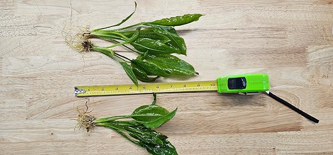 Live Aquarium Plants Bundle - Assorted Freshwater Plants - Low | Medium | High Light