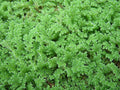 Azolla plant - Azolla caroliniana for Cultivation & Feeding 10+ Live Plants