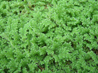 Azolla plant - Azolla caroliniana for Cultivation & Feeding 10+ Live Plants