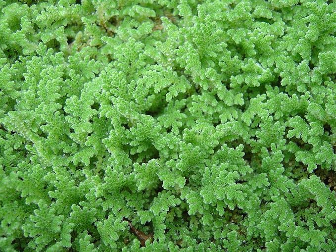 Azolla plant - Azolla caroliniana for Cultivation & Feeding 10+ Live Plants