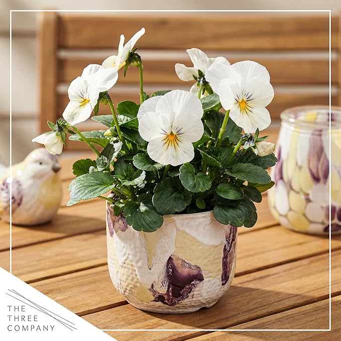 Live Healthy Flowering Pansies - White Blotch (4 Plants Per Pack), Beautiful Winter Color, 6" Tall by 4" Wide in 1 Pint Square Pot