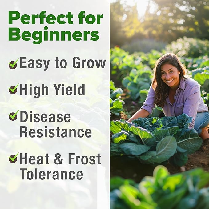 HOME GROWN Georgia Southern Collard Green Seeds 600+ Heirloom Non-GMO Seeds for Planting, High Germination, Heat Tolerant Leafy Green, Slow to Bolt, Nutritious Southern Classic (Brassica oleracea)