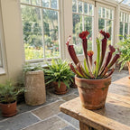 ragnaroc Sarracenia Purpurea SSP. Venosa 2-4" (Purple Pitcher Plant) 2ct – Live Plant for Indoor Outdoor Use, Carnivorous Plants – Live Arrival Guaranteed