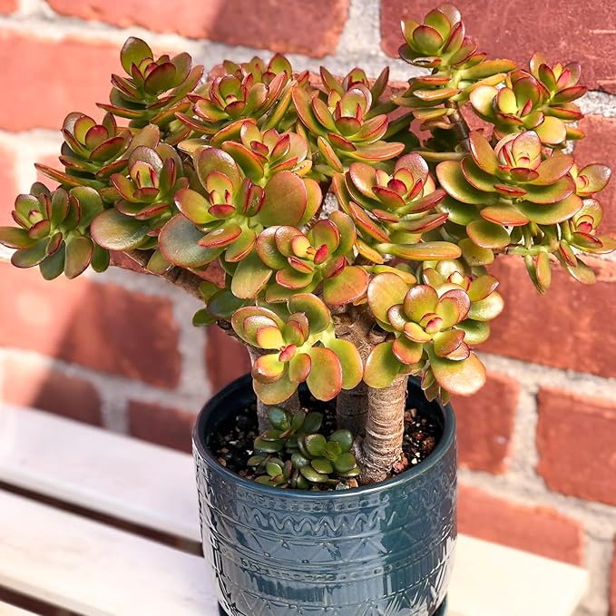 Sprout N Green Dwarf Jade with Green Stripe Pot, Live Crassula Ovata Crosby's Compact, Rare Cute Succulent Plant in 4" Planter, Home Office Décor