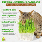 Todd's Seeds Wheatgrass Seeds; Hard Red Winter Wheat, Non-GMO, Chemical Free, High Germination (2 1/2 Pounds)