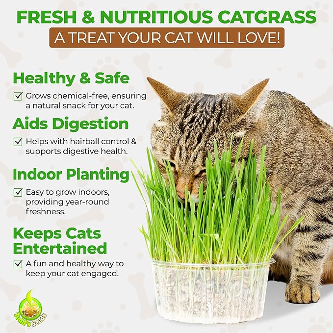 Todd's Seeds Wheatgrass Seeds; Hard Red Winter Wheat, Non-GMO, Chemical Free, High Germination (2 1/2 Pounds)