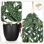 Large Fake Hanging Plants in Pot with Hook, 37" Artificial Hanging Begonia Vines Plants, Fake Potted Tropical Plants for Room Wall Living Room Bathroom Kitchen, Big Faux Ivy Houseplants for Shelf