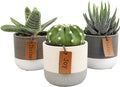 LoLite Cactus & Live Succulent Plants Set (3 Pack), Low Light Houseplants, Easy Plant Gift, Approx. 4-6 in. Tall, Mixed Haworthia, Gasteria & Cacti Varieties, Stylish 2-Tone Ceramic Pots Included