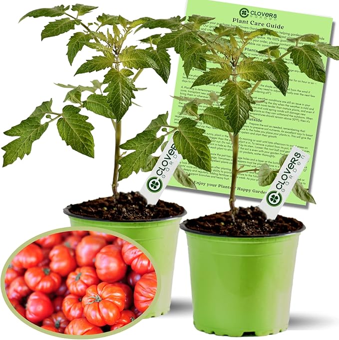 Clovers Garden Beefsteak Tomato Plants –Two (2) Live Plants – Non GMO - Not Seeds - Each 4" to 8" Tall – in 4" Inch Pots - Large Fruit, Crack-Resistant
