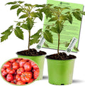 Clovers Garden Beefsteak Tomato Plants –Two (2) Live Plants – Non GMO - Not Seeds - Each 4" to 8" Tall – in 4" Inch Pots - Large Fruit, Crack-Resistant