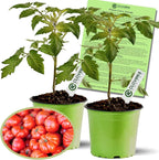 Clovers Garden Beefsteak Tomato Plants –Two (2) Live Plants – Non GMO - Not Seeds - Each 4" to 8" Tall – in 4" Inch Pots - Large Fruit, Crack-Resistant