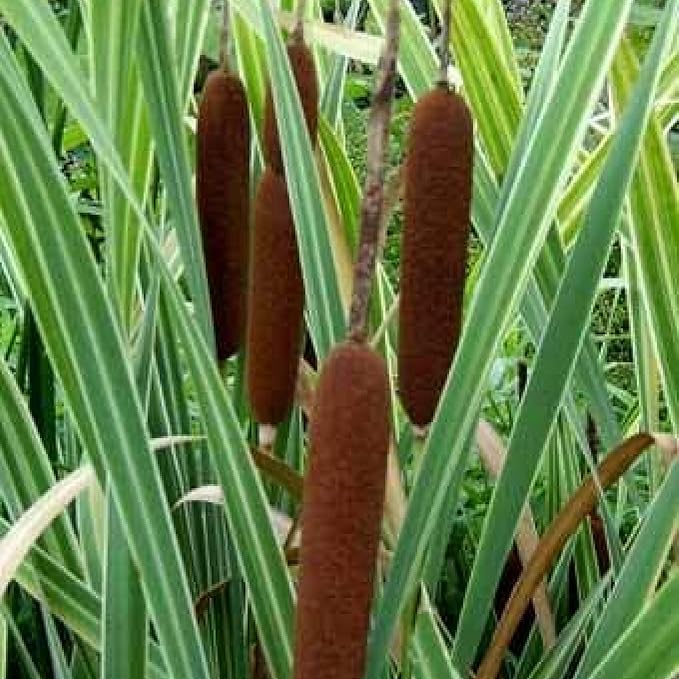 Chalily Variegated Cattail,a Great Live Pond Plant for Your Water Garden. Filters The koi and Goldfish Pond. Good for Bogs, Plant Shelf or Shallow Water This marginal Aquatic is a Real Beauty