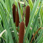 Chalily Variegated Cattail,a Great Live Pond Plant for Your Water Garden. Filters The koi and Goldfish Pond. Good for Bogs, Plant Shelf or Shallow Water This marginal Aquatic is a Real Beauty