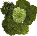 Live Terrarium Moss Assortment