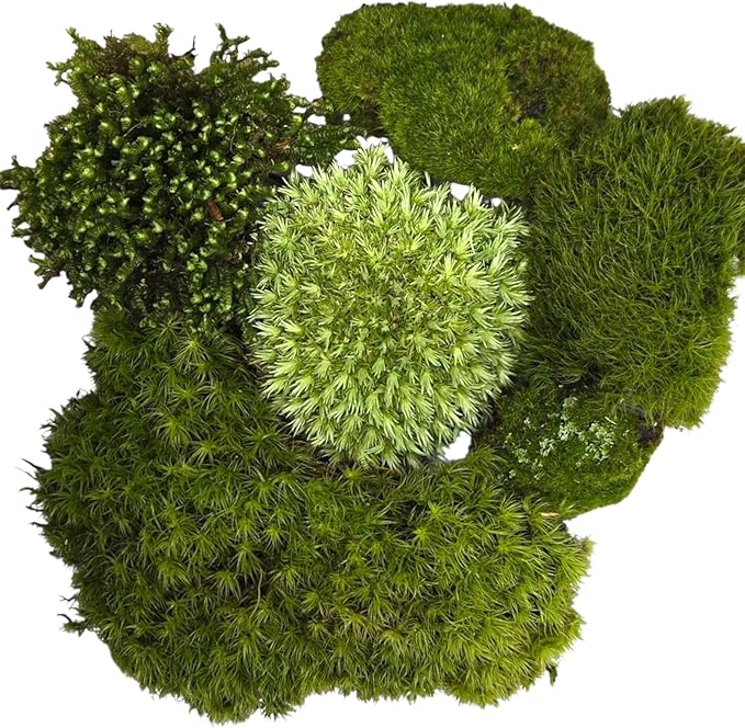 Live Terrarium Moss Assortment