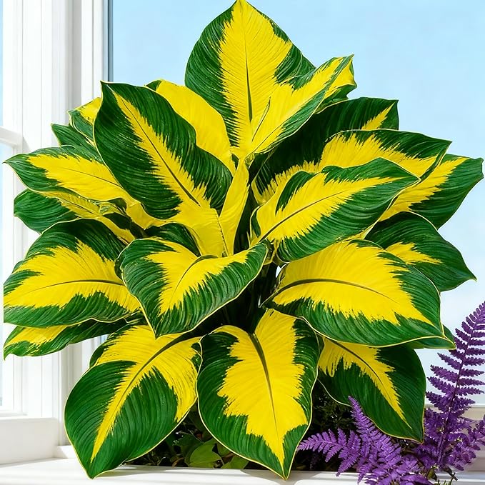 Hosta Seeds for Planting, 299+ Mixed Rare Perennial Hosta Seed, Heirloom Non-GMO Hosta Seeds for Bonsai Decoration, Home Garden