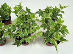 RedCrocus Algerian Ivy Hedera Algeriensis Tripod Climbing Vine for Indoor & Outdoor Decor, Wall Cover, Fence, Garden, Container, Pet Safe 8" Pot