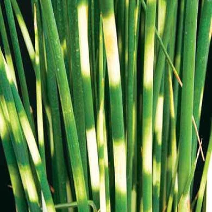 Zebra Rush, a Great Live Pond Plant for Your Water Garden. Filters The koi and Goldfish Pond. Good for Bogs, Plant Shelf or Shallow Water This marginal Aquatic is a Real Beauty