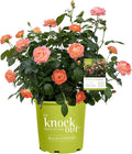 2 Gallon The Orange Glow Knock Out® Rose Plant with Orange Blooms