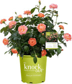 2 Gallon The Orange Glow Knock Out® Rose Plant with Orange Blooms