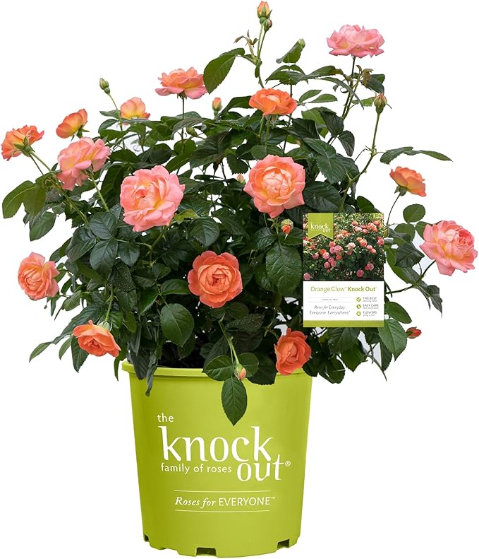 2 Gallon The Orange Glow Knock Out® Rose Plant with Orange Blooms