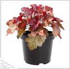 Live Heuchera (Coral Bells) - Shades of Red - Beautiful Shade Perennial - Healthy Spring Plant - 12" Tall by 6" Wide in 2.5 Qt Pot