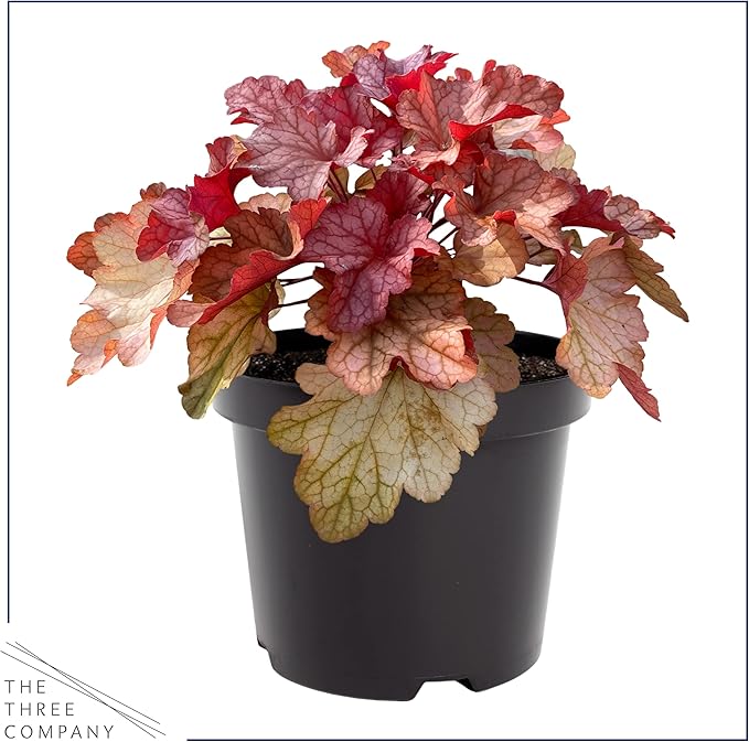 Live Heuchera (Coral Bells) - Shades of Red - Beautiful Shade Perennial - Healthy Spring Plant - 12" Tall by 6" Wide in 2.5 Qt Pot