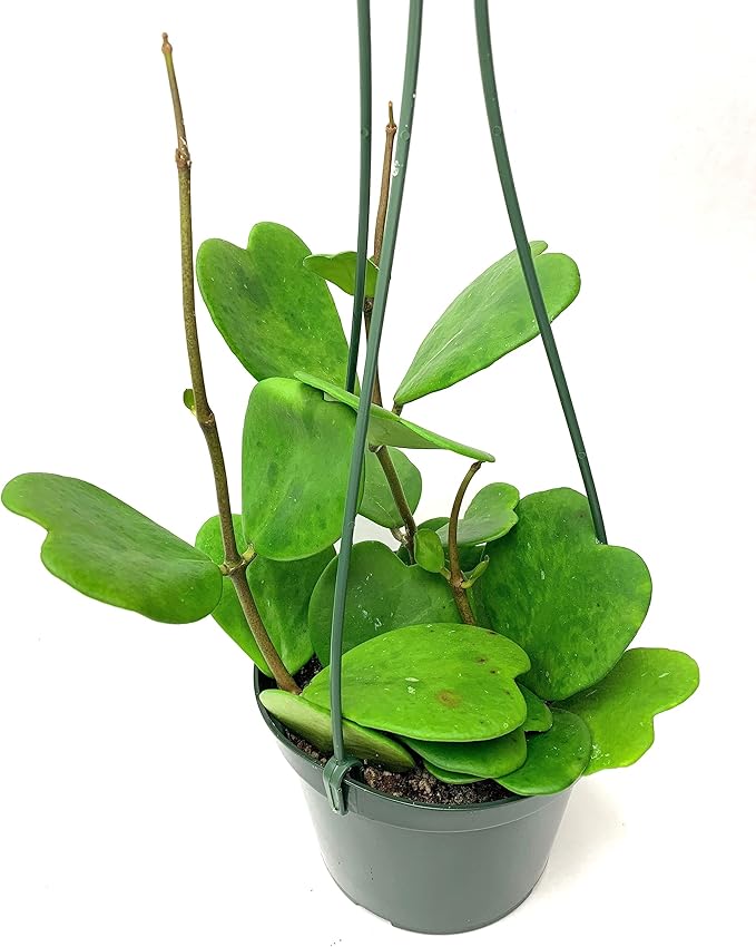 Hoya Kerrii with Heartshape Leaves Live Hoya Plant for Mothers and Loved Ones Sweetheart Hoya Live Plant (Hoya Kerrii in 4" Pot, 2-3 Leaves Plant)