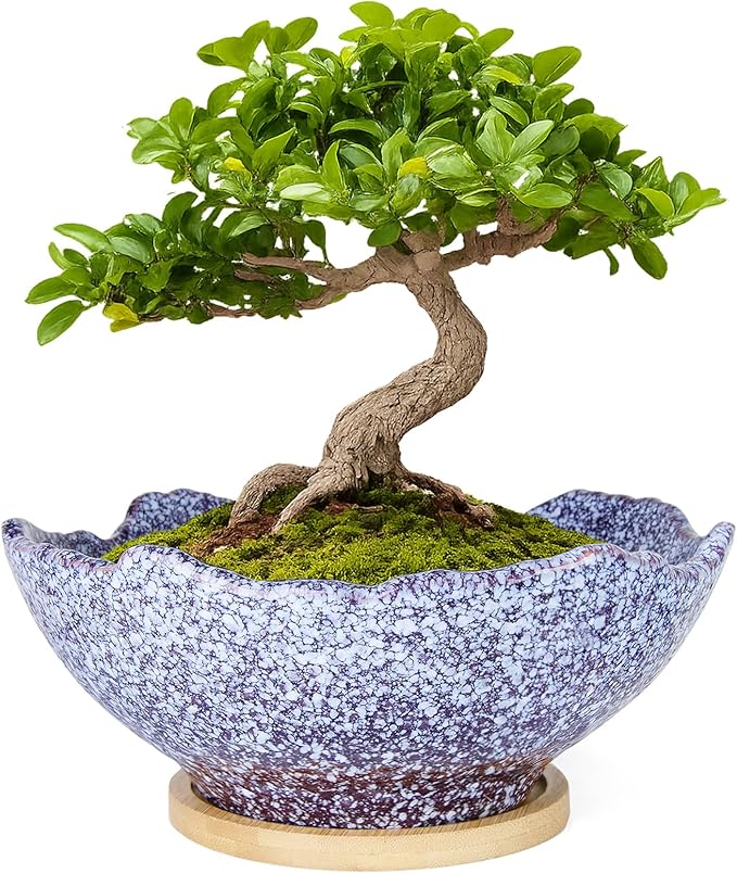 ARTKETTY Bonsai Pots - 9.06'' Ceramic Pots for Indoor Plants, Large Succulent Pots with Drainage Bamboo Tray, Unique Bonsai Tree Planters Round Cactus Flower Plant Container Bowl Home Office Decor