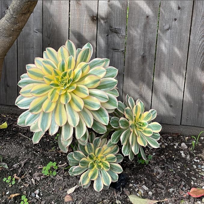 Easy Care Aeonium Plant Live 4” Pot, Rare Succulents Plants Live, Well Rooted, Easy Care House Plants (Pink Variegated)
