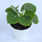Chinese Money Plant Live (Pilea Peperomioides) | Available in 2.5 Inch & 4 Inch Nursery Pot or Add Our Geometric Self-Watering Planter | Air Purifying (Nursery Pot, 4 inch Pot)