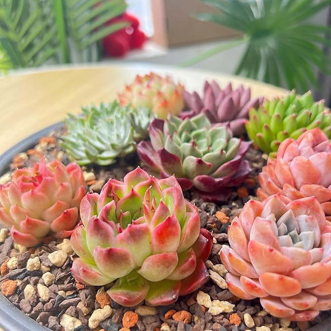 12 Pack Live Rosette Succulent Plants 1.5-2.5" – Assorted Mini Echeveria Succulents Bare Root, Low Maintenance Succulent Variety Pack for Wedding Favors, Gifts, DIY Projects