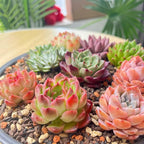 12 Pack Live Rosette Succulent Plants 1.5-2.5" – Assorted Mini Echeveria Succulents Bare Root, Low Maintenance Succulent Variety Pack for Wedding Favors, Gifts, DIY Projects