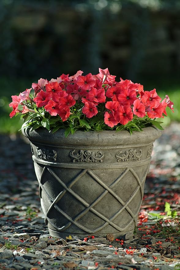 Live Petunia Flowers (4 Pack), Red Flowering Plants for Spring Gardening, Easy Plant Care, Garden Annuals, Red Petunias Multipack, Sun Loving Outdoor Annual