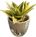 Sprout N Green Live Snake Plant with Self-Watering Pot, Sansevieria 'Golden Hahnii' for Home Office Indoor Outdoor Decoration DIY Projects Party Favor