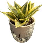 Sprout N Green Live Snake Plant with Self-Watering Pot, Sansevieria 'Golden Hahnii' for Home Office Indoor Outdoor Decoration DIY Projects Party Favor
