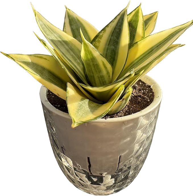 Sprout N Green Live Snake Plant with Self-Watering Pot, Sansevieria 'Golden Hahnii' for Home Office Indoor Outdoor Decoration DIY Projects Party Favor