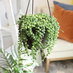 Live String of Pearls Succulent Plant Decor Hanging Basket, Real Succulents & Houseplants for Home or Office, Senecio Rowleyanus, Unique House Plants