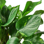 Pothos Golden Live Plant for Indoor | Different Houseplants in 4'' & 6'' Pot | Real House Plant for Living Room, Office, Desk & Bathroom | Epipremnum Aureum | Devil's Ivy