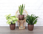 Thorsen's Greenhouse Low Light Houseplant Set, Live Indoor Plants, 3 Pack of Plants, Copper Pots, 4" Diameter