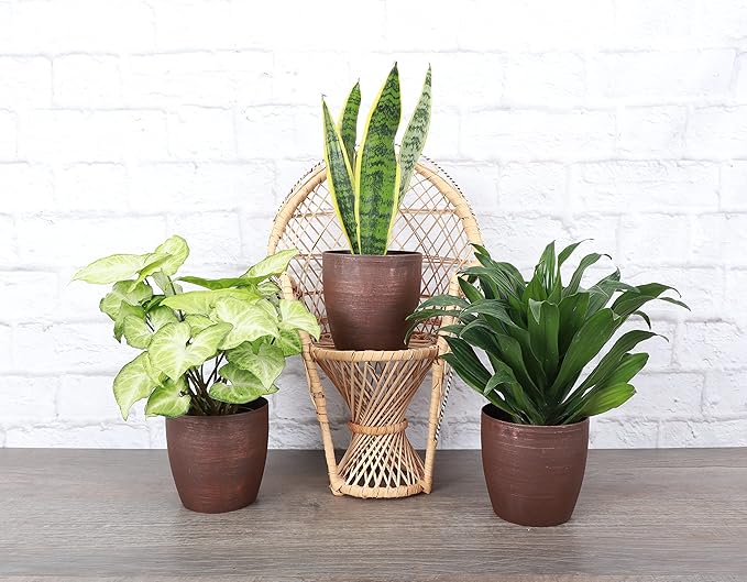 Thorsen's Greenhouse Low Light Houseplant Set, Live Indoor Plants, 3 Pack of Plants, Copper Pots, 4" Diameter