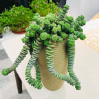 Sprout N Green 4" String of Buttons, Live Crassula 'Baby's Necklace' Trailing Succulent Rooted in Pot, Houseplant for Home Office Hanging Decoration, DIY Projects, Party Favor, Keep Away from Pets