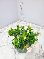 Tropical Plants of Florida White Dipladenia Hanging Basket 12 Inch Live Flowering Plant, 14 Inch Wide by 18 Inch Tall, Elegant White Patio Porch Balcony Blooms