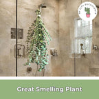 Eucalyptus for Shower Live Plant Real Bundle Fresh Stems Hanging Plants for Bathroom Leaves for Home Office Wedding Birthday Gift (2 Large Bundle - 30 pcs)(Heat Pack Included)